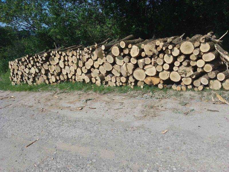 spakovana isecena drva pored sume
